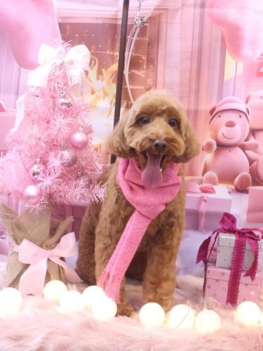 20241201テディくん